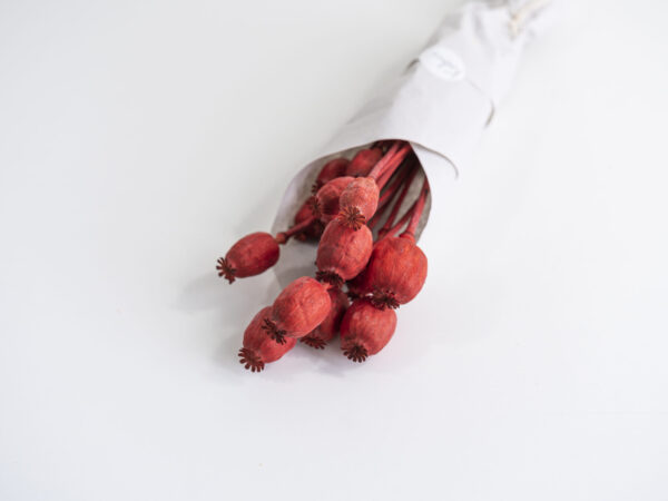 Droogbloemen bundel papaver rood